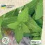 М'ята Золотий Ювілей фото