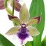 Орхідея Zygopetalum Creme Blue фото