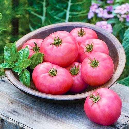 Опис сорту рожевих помідорів