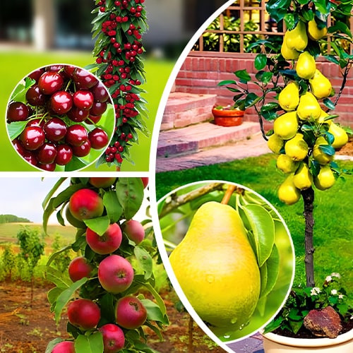 Переваги купівлі саджанців фруктових дерев онлайн