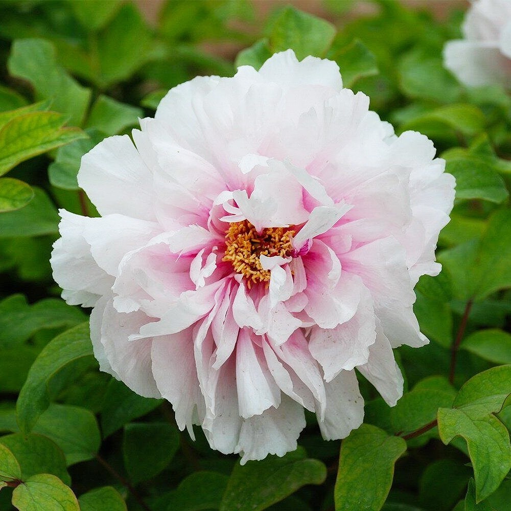 Півонія Peachblossom Covered with Snow Xue Ying Tao Hua