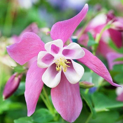 Аквілегія Spring Magic Rose & White (Спрінг Мэджік Роуз энд Уайт
