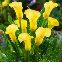 Кала Black Magic фото