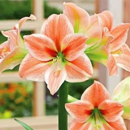 Амариліc Apricot Parfait фото