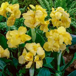 Канна Yellow Futurity фото