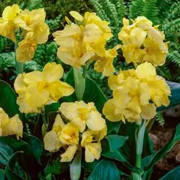 Канна Yellow Futurity фото