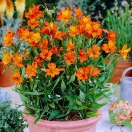 Альстромерія Orange King фото