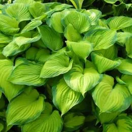 Хоста Guacemole фото