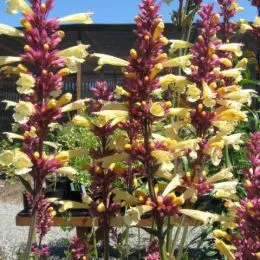 Лофант Summer Glow фото
