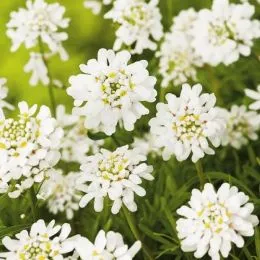 Іберіс Snowflake фото