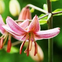 Лілія Pink Morning фото
