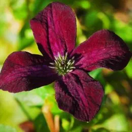 Клематіс Black Prince фото