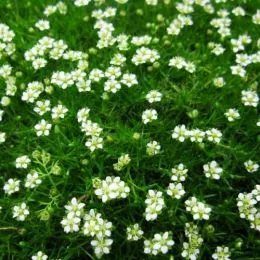 Моховинка Green Moss фото