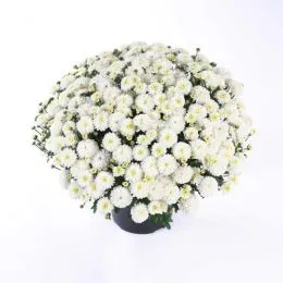 Хризантема White Swan фото