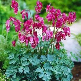 Дицентра formosa Luxuriant фото