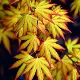 Клен японський Katsura фото