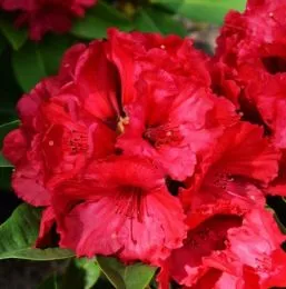 Рододендрон Red Jack фото