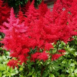 Астільба Etna фото