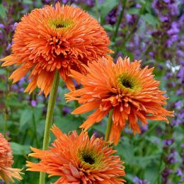 Ехінацея Colorburst Orange фото