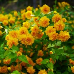 Керія японська Pleniflora фото