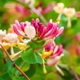 Жимолость Serotina фото