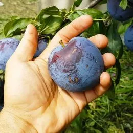 Слива диплоїдна Бербанк Гігант (Великі плоди) фото