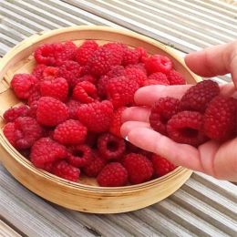 Малина Моллінг Проміс фото