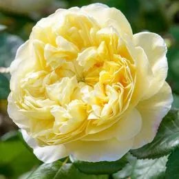 Троянда Charles Darwin фото