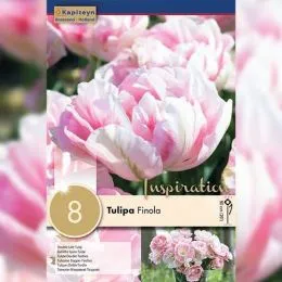 Тюльпан Finola (Брендові цибулини KAPITEYN®) фото
