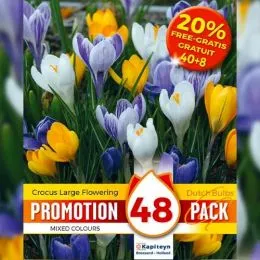 Промо-пак Крокус Large Flowering Mixed 48 шт (Брендові цибулини KAPITEYN®) фото