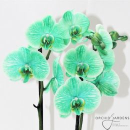 Фаленопсис Lime-Green фото