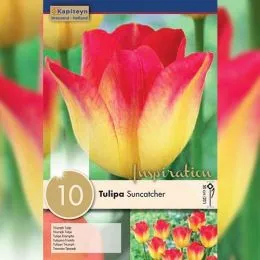 Тюльпан Suncatcher (Брендові цибулини KAPITEYN®) фото