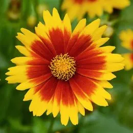 Кореопсис UpTick Yellow & Red фото