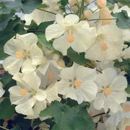Абутілон Bella Vanilla фото