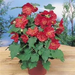 Абутілон Bella Deep Coral фото