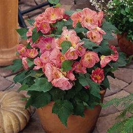Абутілон Bella Pink фото