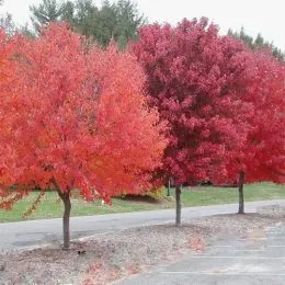 Клен червоний Brandywine фото