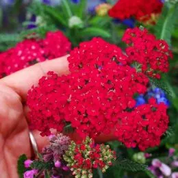 Деревій Red Velvet (розсада) фото