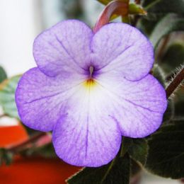 Ахіменес Cattleya-light фото