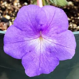 Ахіменес Cattleya фото