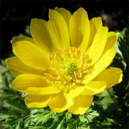 Адоніс фото