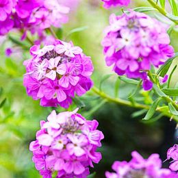 Етіонема Warley Rose фото