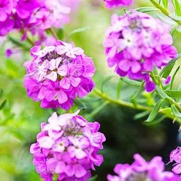 Етіонема Warley Rose фото
