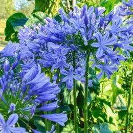 Агапантус Blue Triumphator (Блю Тріумфатор) фото