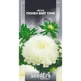 Айстра високоросла Піонен Вайт Турм фото