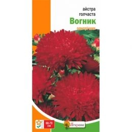 Айстра голчаста Вогник фото