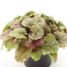 Аюга Sugar Plum фото