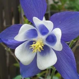 Аквілегія Blue Star фото