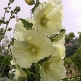Мальва Rosea Yellow фото