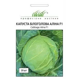Капуста Білокачанна Аліна фото